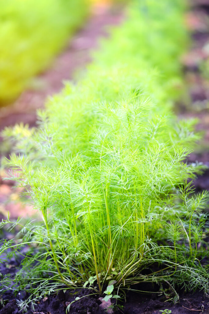 How to plant and grow Dill - www.plant-universe.com
