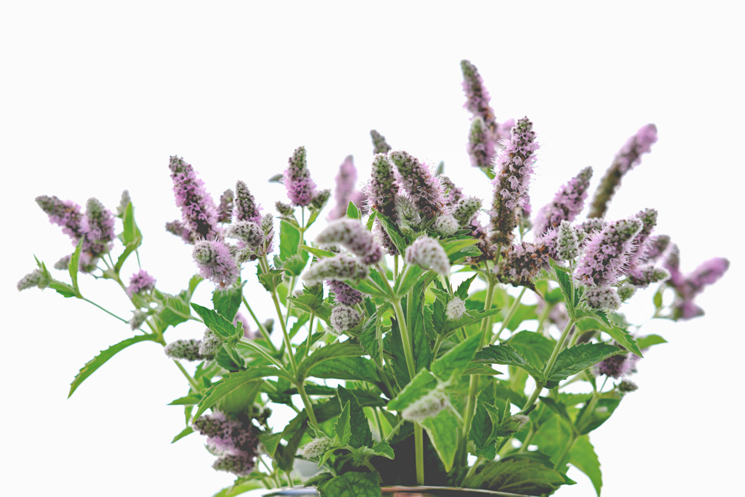 How To Plant And Grow Catnip Plant Universe Com Catnip Scaled