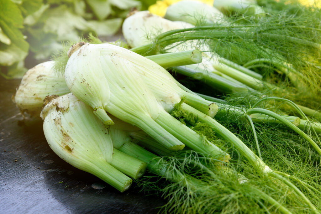 How to plant and grow Fennel