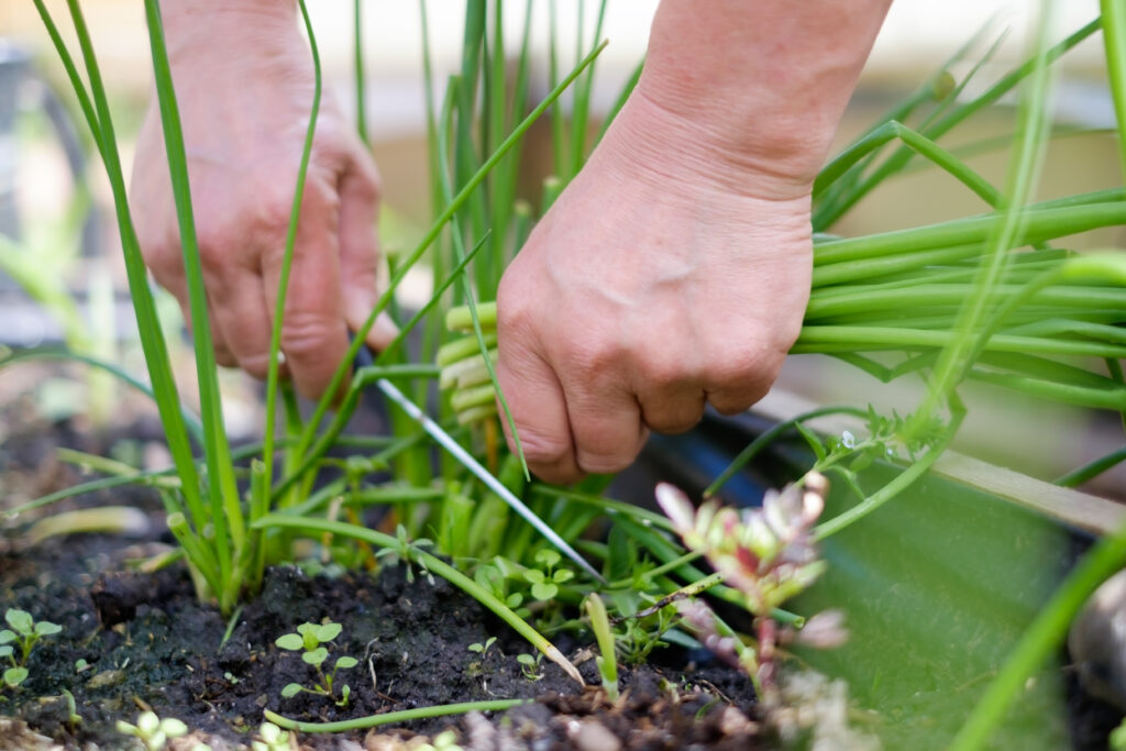 How to Plant and Grow Bunching Onions